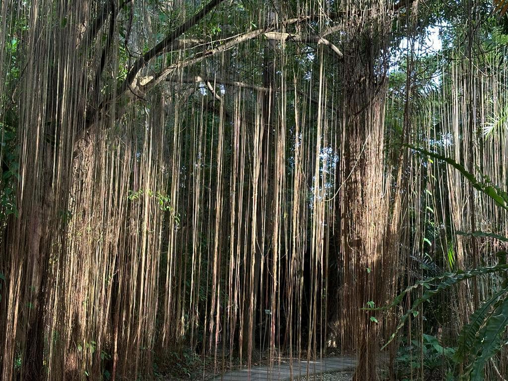蔣勳 - 榕樹在熱帶的地方生長，除了土地裡的根蔓延廣遠，也常常從樹枝上垂掛下來一條一條的氣根，像美麗的鬍鬚，可以飄在風中，吸取空氣裡潮濕的水分 ...