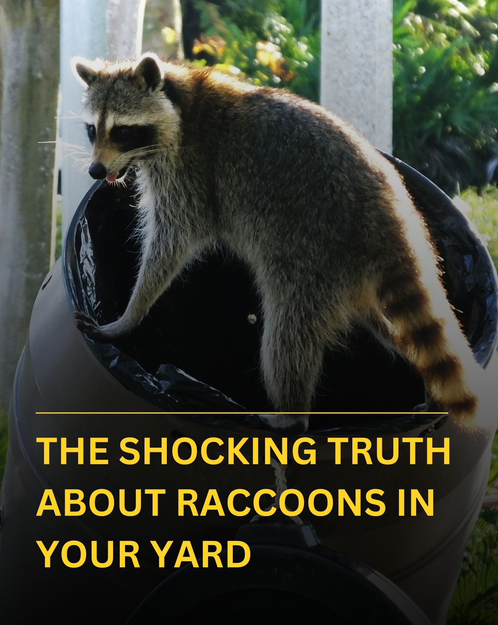 Positive - Don’t Kick Raccoons Out Yet — Here’s Why They Might Be ...
