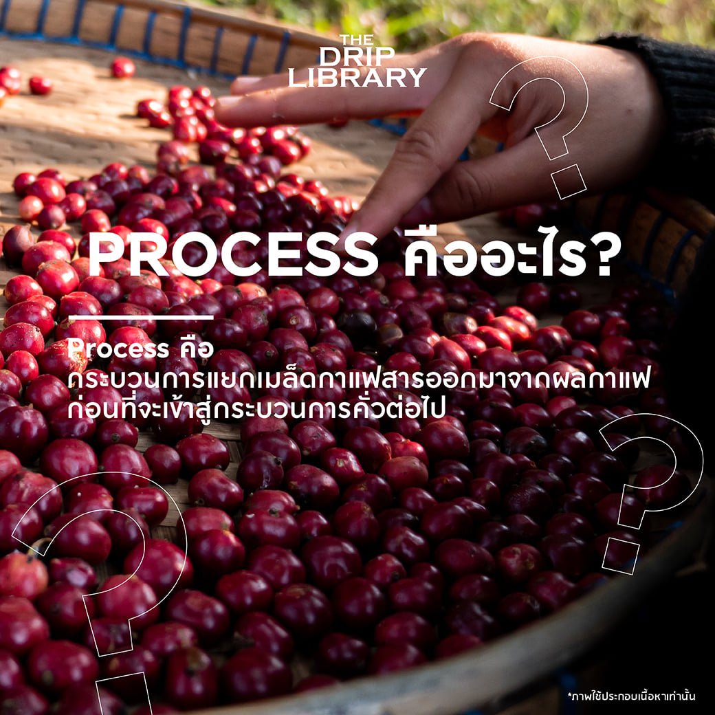 The Drip - 🍒☕️ โพรเซสของกาแฟนั้นสำคัญไฉน? ทำไมกาแฟมีหลายโพรเซสจัง งงไป ...