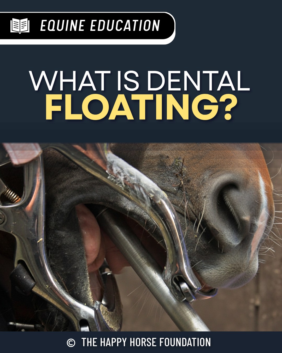 The Happy - What is dental floating? “Floating” is the term used for ...