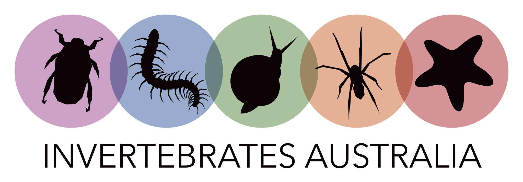 Invertebrates Australia