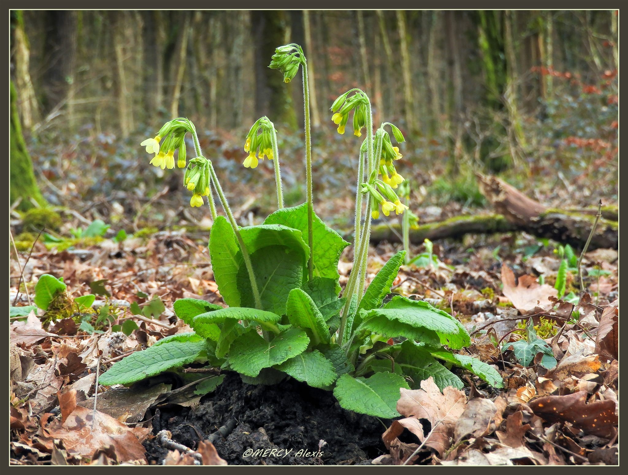 Voici quelques signes du printemps... La forêt s'éveille doucement mais ...