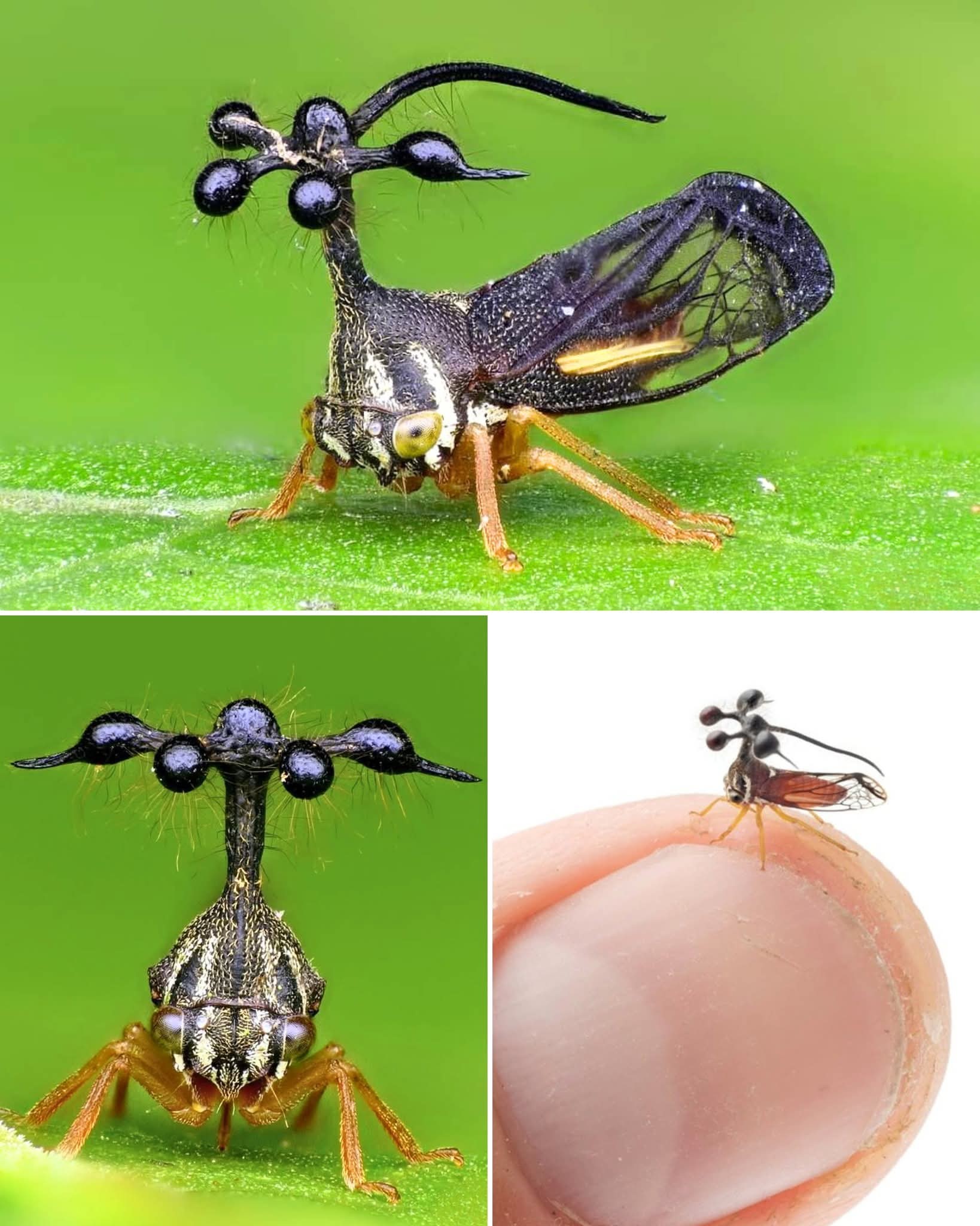 Good - 🔥 This is the BRAZILIAN TREEHOPPER — The Insect With the ...