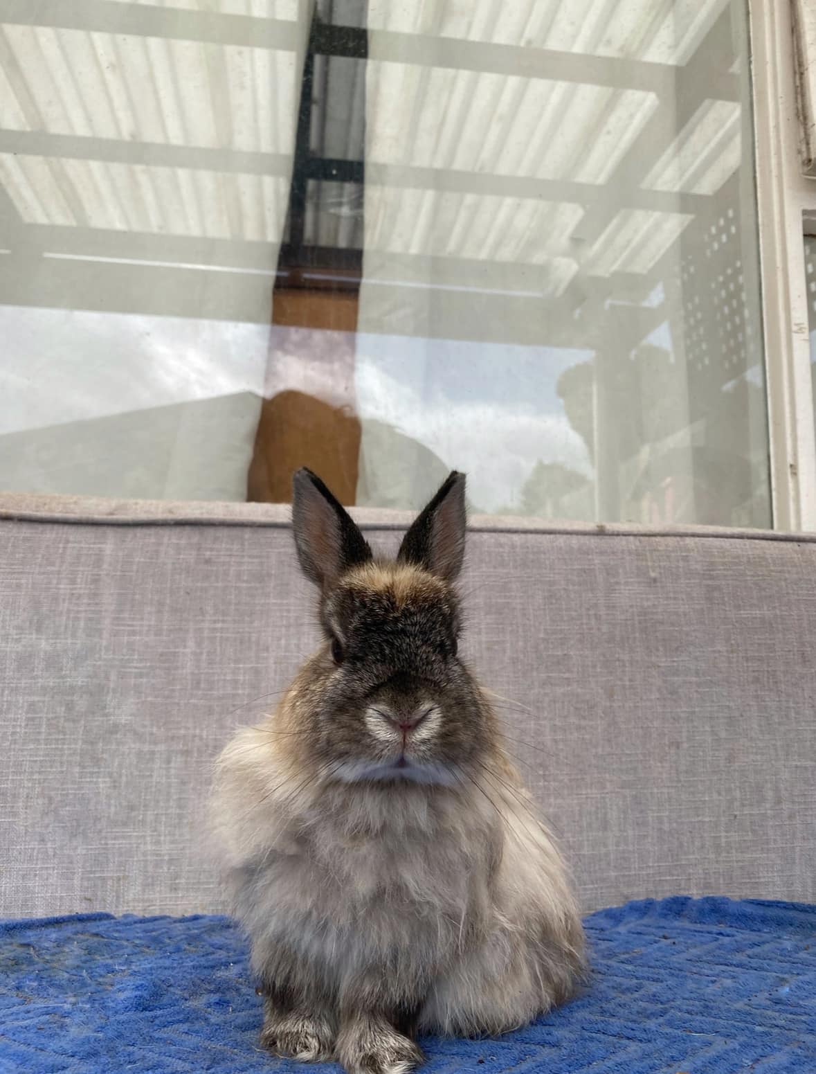 Noordhoek Bunny Rescue