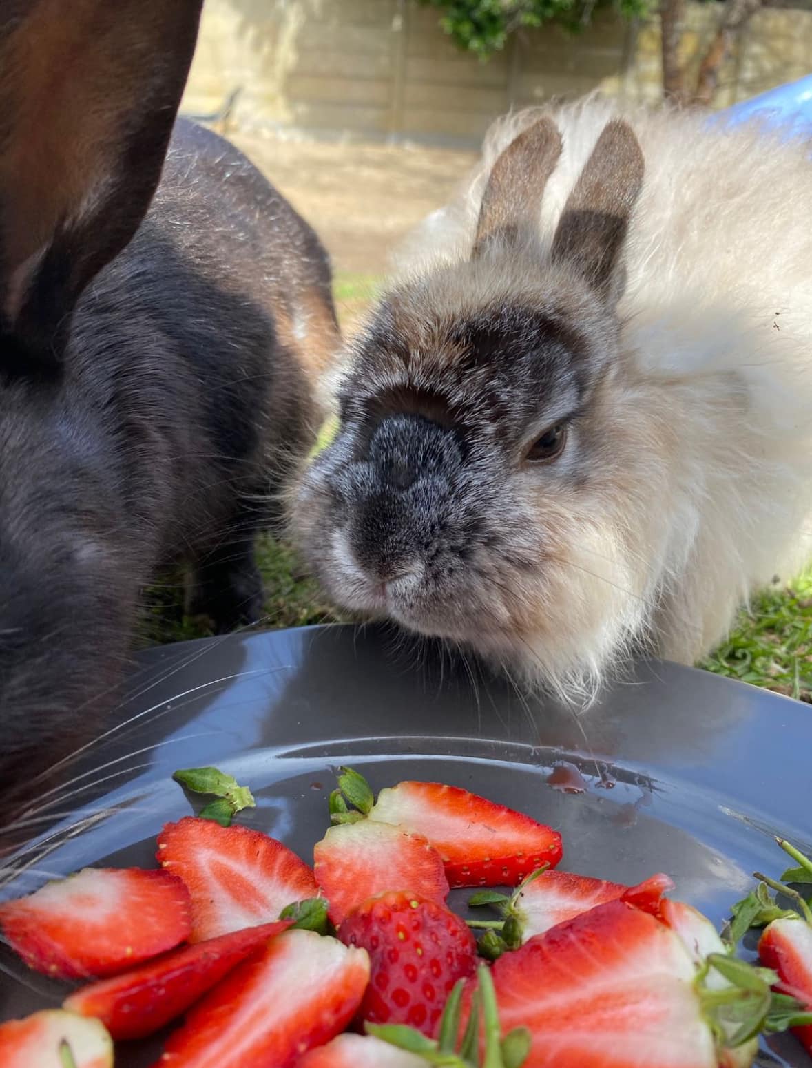Noordhoek Bunny Rescue