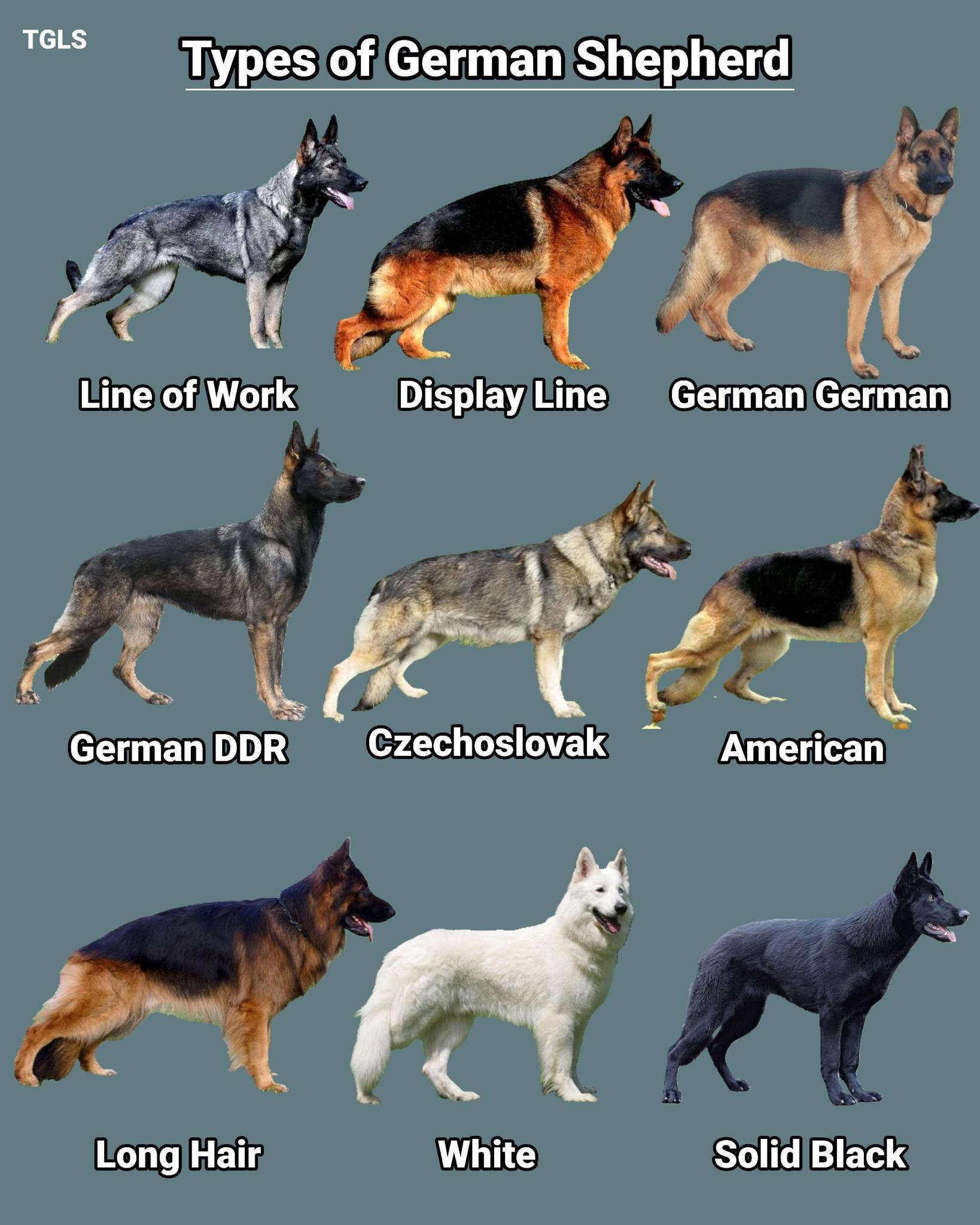 Types of German Shepherd:... - The Graphic Side of Life | Facebook