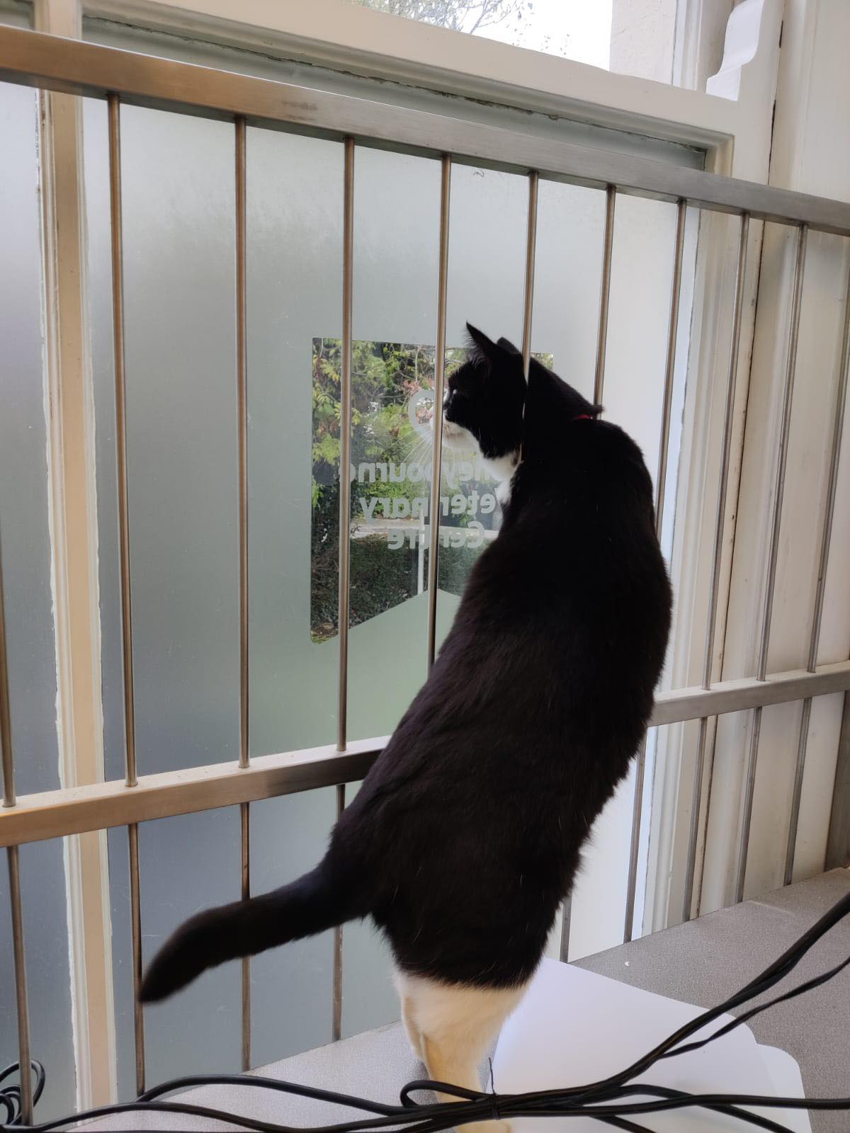 Medivet - Mittens recently came in for her health check....