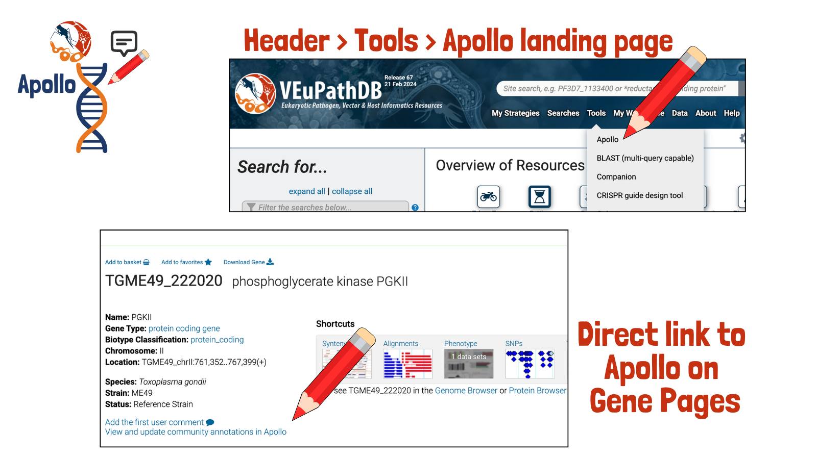 VectorBase - How do you access the #Apollo tool on The Eukaryotic ...