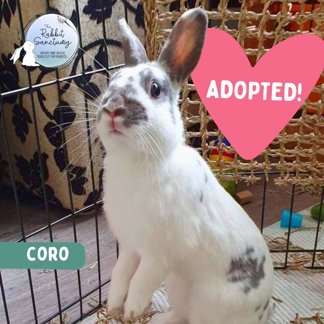 The Rabbit - 🥳 GOOD NEWS! 🥳 Sweet little Coro has been adopted! This ...