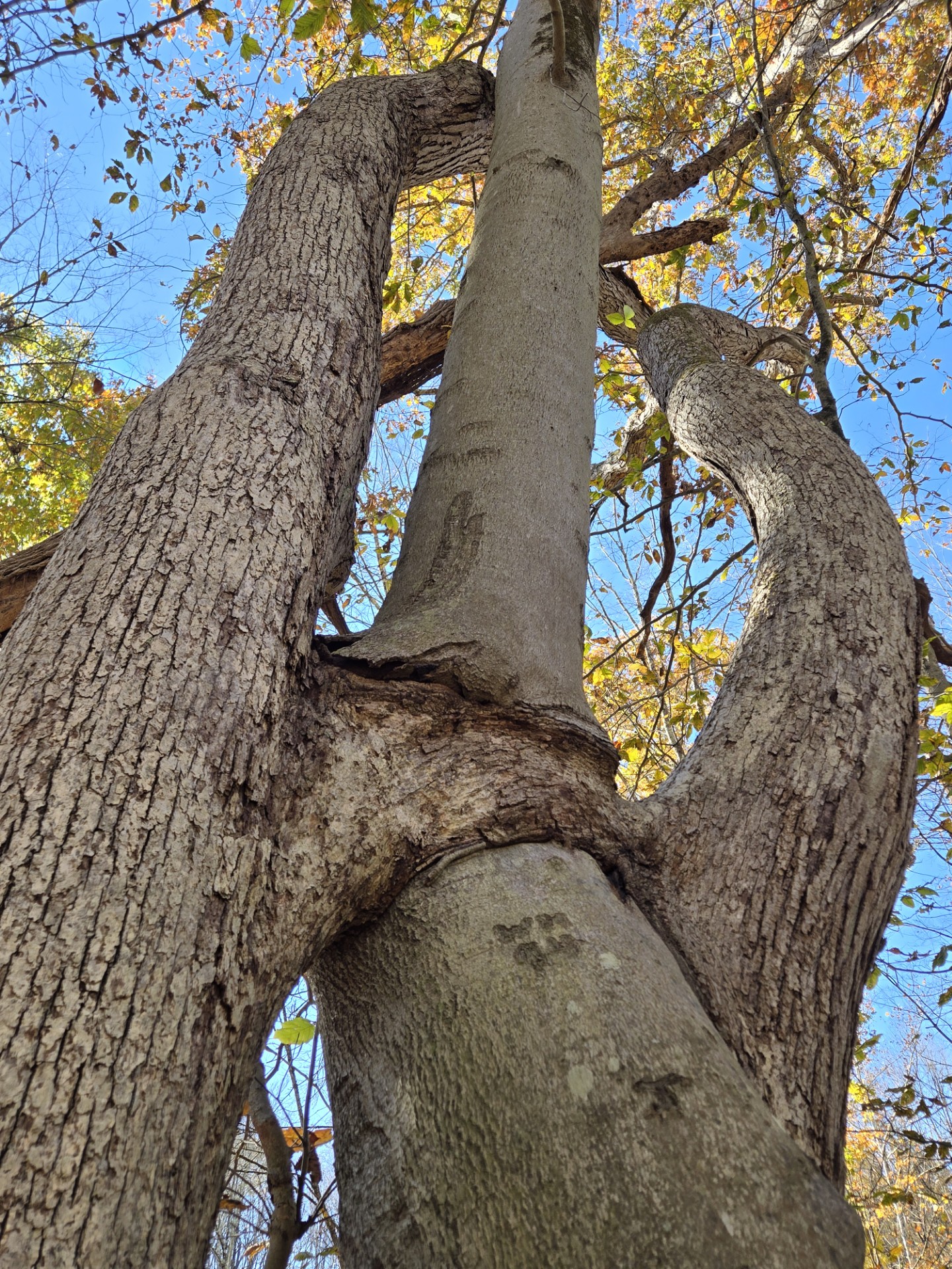 The Naturalist's - “I have a new favorite tree, or in this case, trees ...