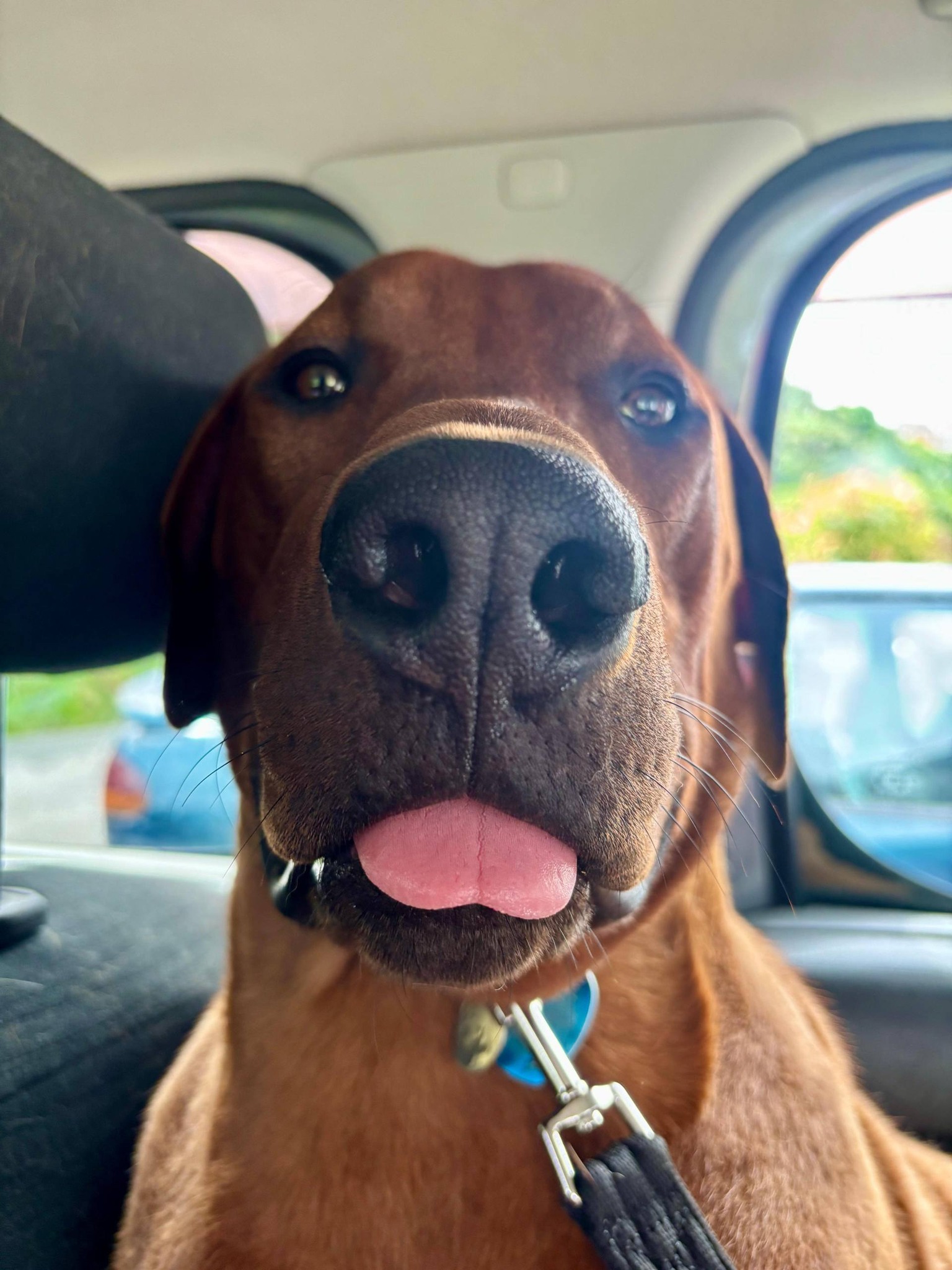 Koruridge Rhodesian Ridgebacks & Siberian Huskies | Tauranga