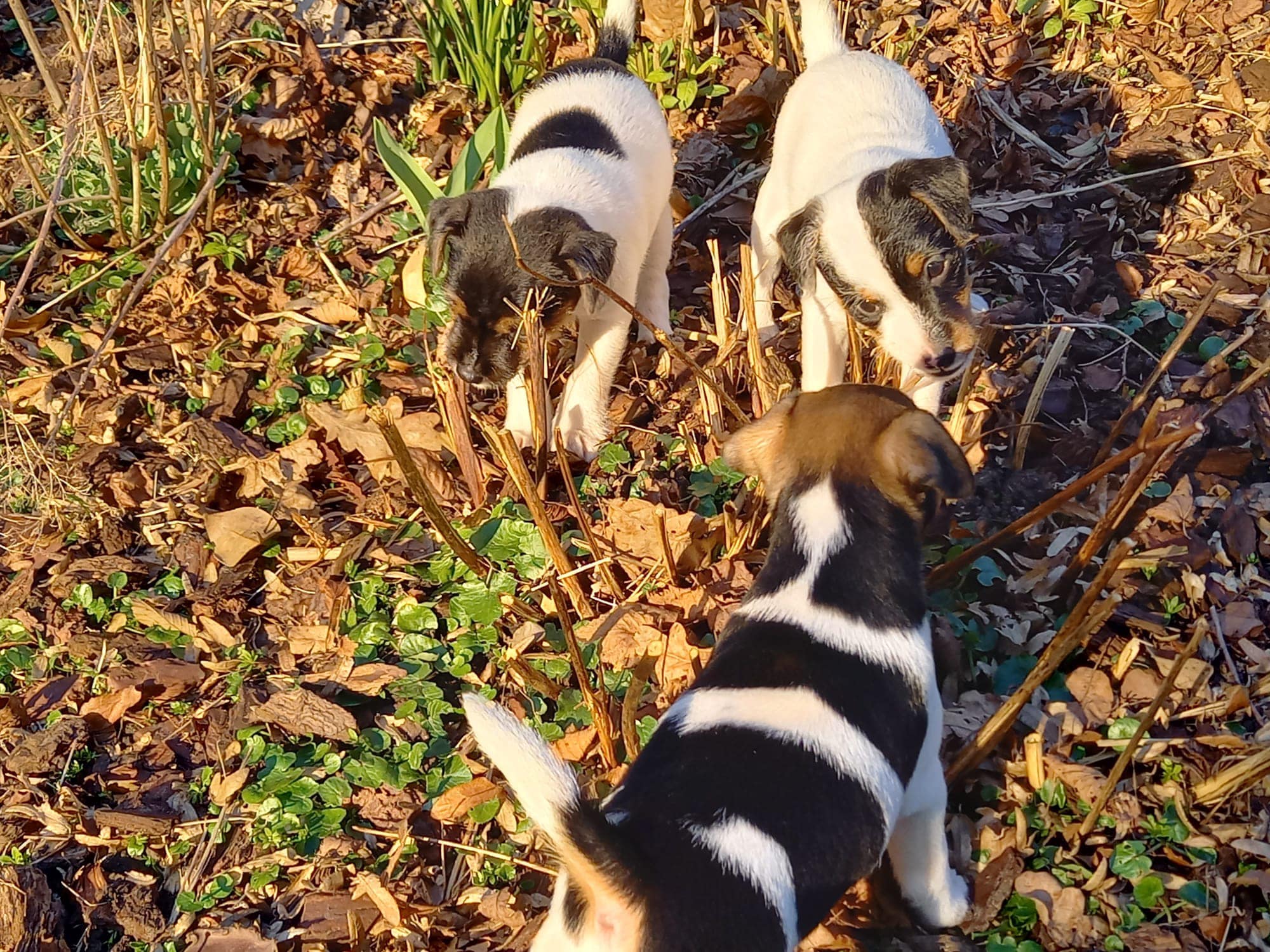 Parson - Beim Zwinger Rat-Pack's in HH-Bergedorf kümmern sich Bubi, Bob ...