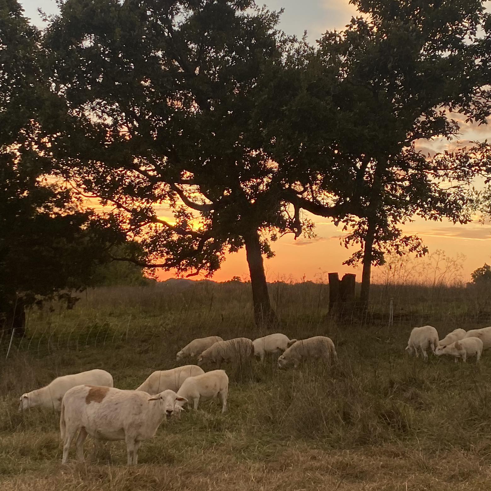 Hair Sheep Missouri and Arkansas | Another perspective on umbilical ...