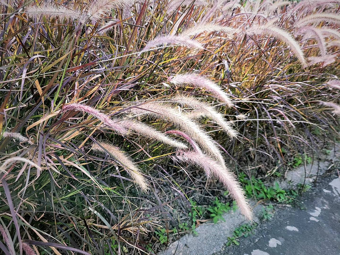 Walküre - [五月小記事] 昨天路上經過 撇了一眼發現有貓 貓！是貓？有貓耶！！！ 然後就買了😆（腦波到底是有多弱） #有貓就給讚 ...