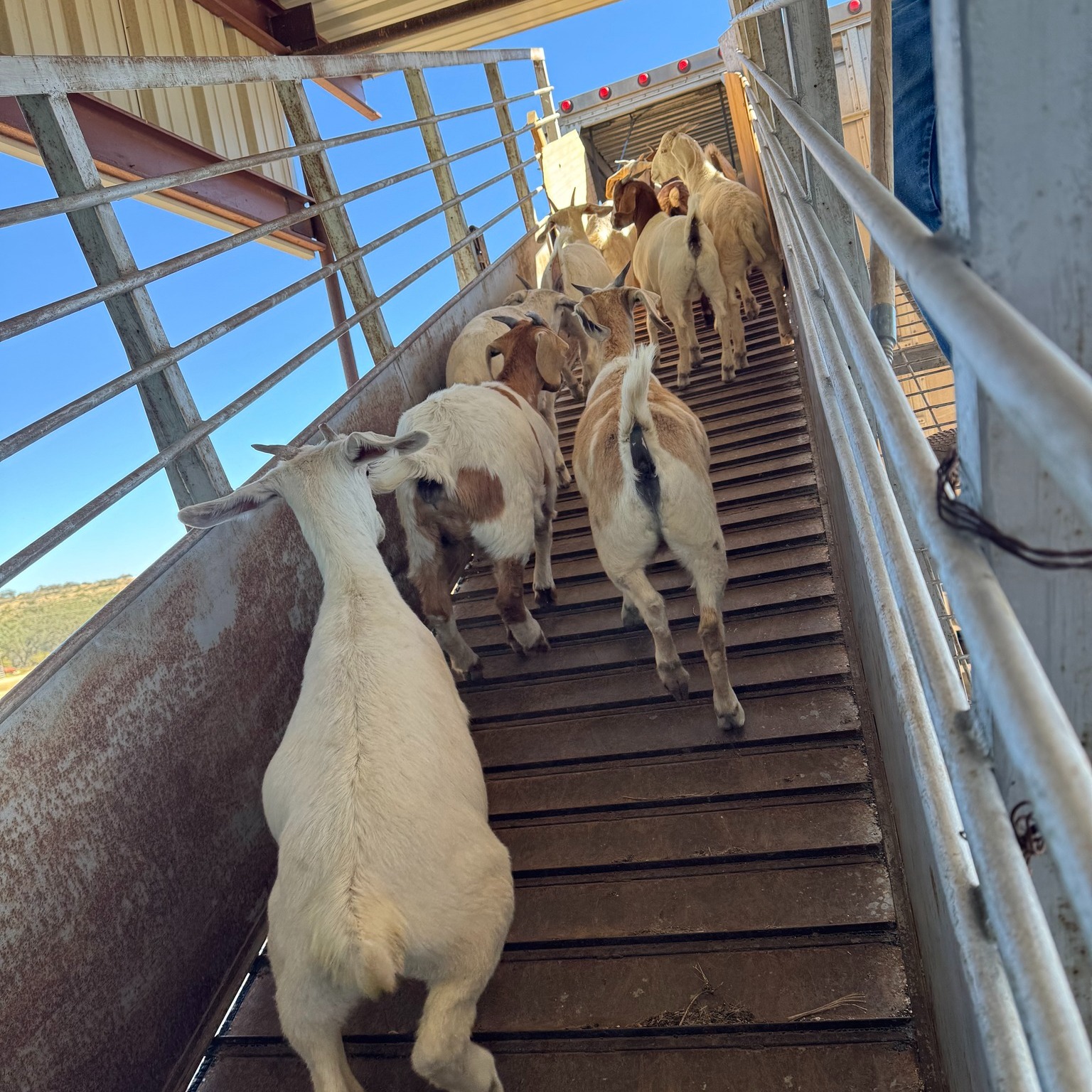 H-H Ranches, LLC