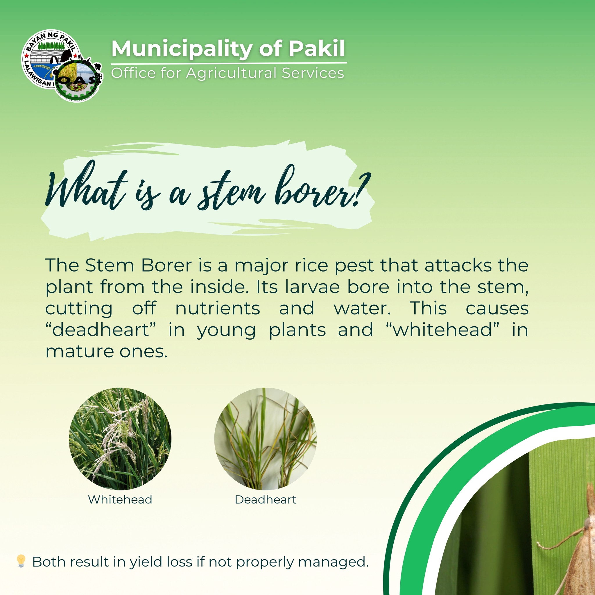 🌱 FITS Kaalaman: Stem Borer 🐛 Did you... - PAKIL FITS Center | Facebook