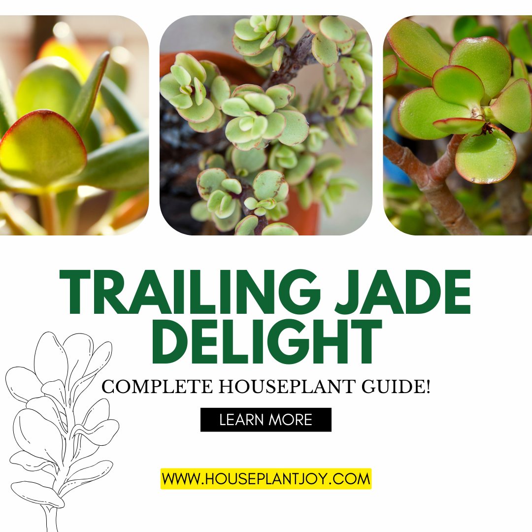 Houseplantjoy - 🌿 Dive into the World of Trailing Jade:... | Facebook