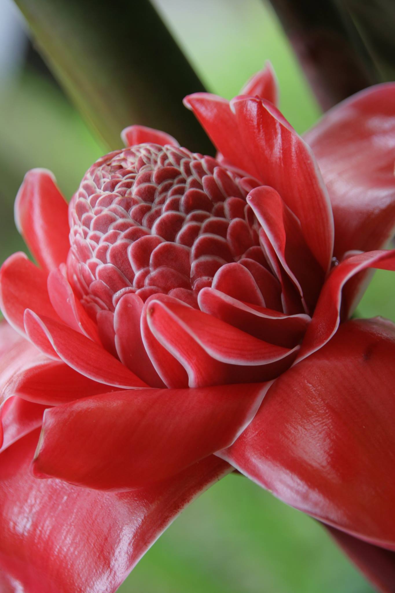 Also known as torch ginger, kecombrang is a vibrant, aromatic