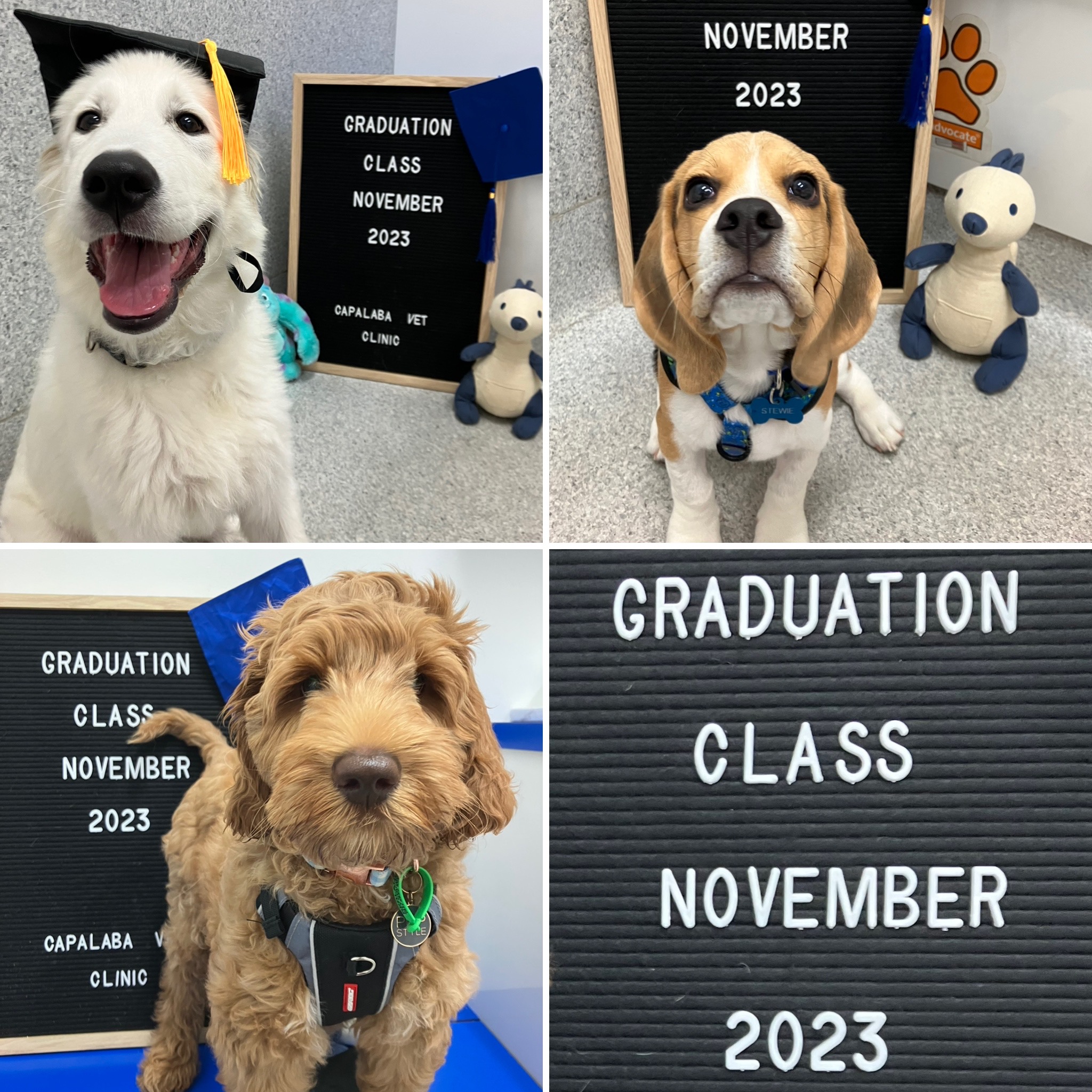 Capalaba - Congratulations to our latest Puppy Preschool Graduation ...