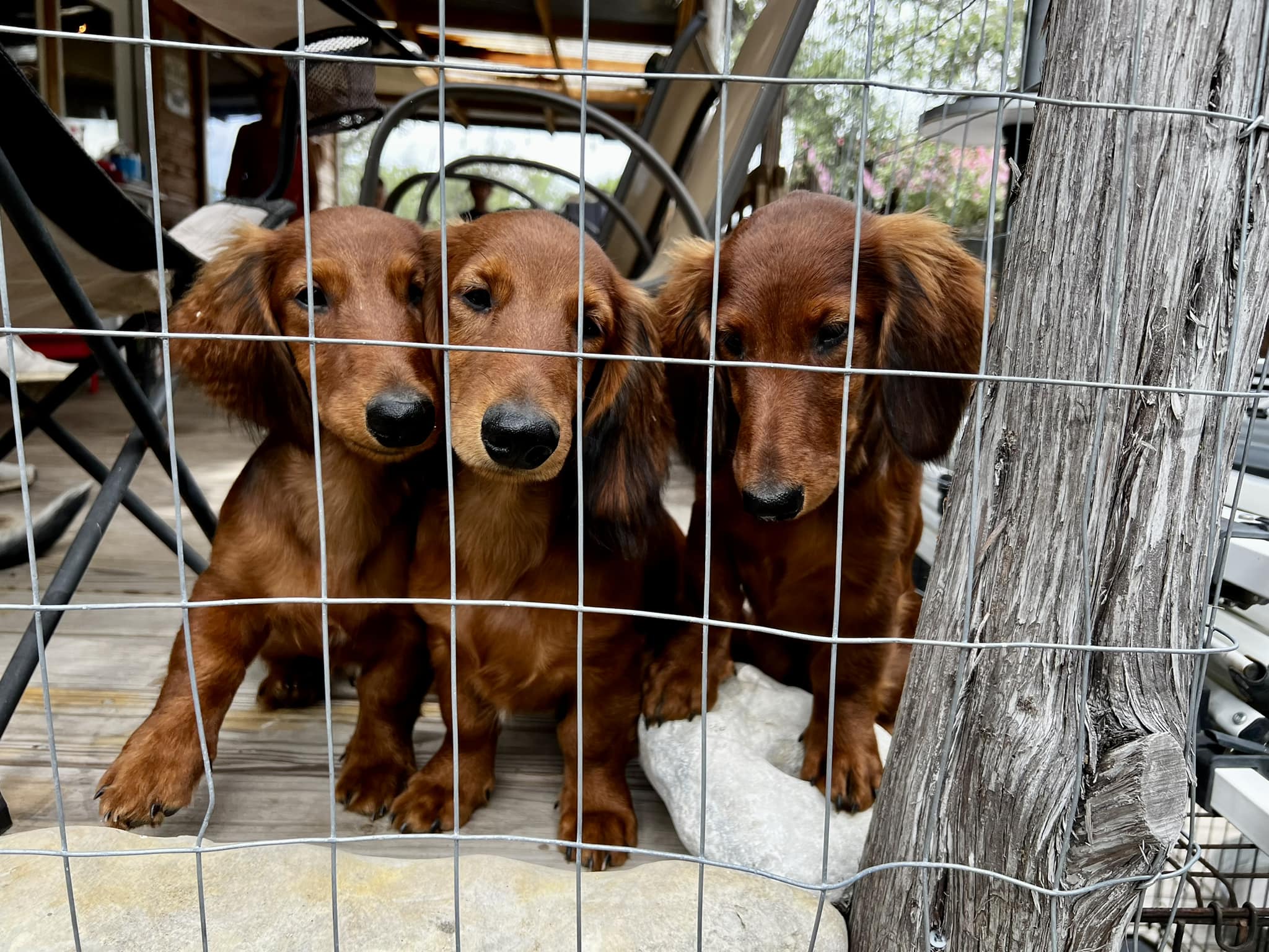 Cain Ranch Dachshunds | Concan TX