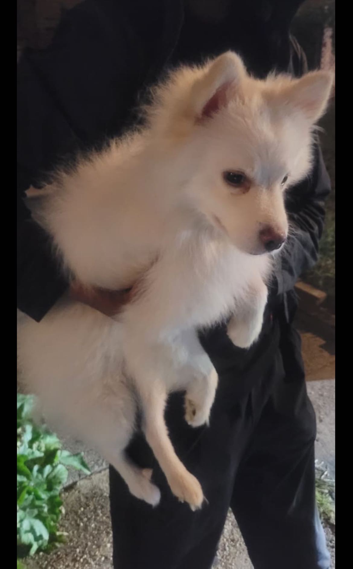 rose -R- レコード LP Lost male dog found in Philadelphia, PA