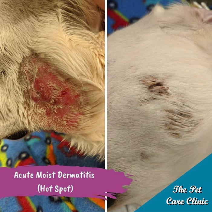 Beautiful view of Dog Skin Allergies And Hot Spots Solution