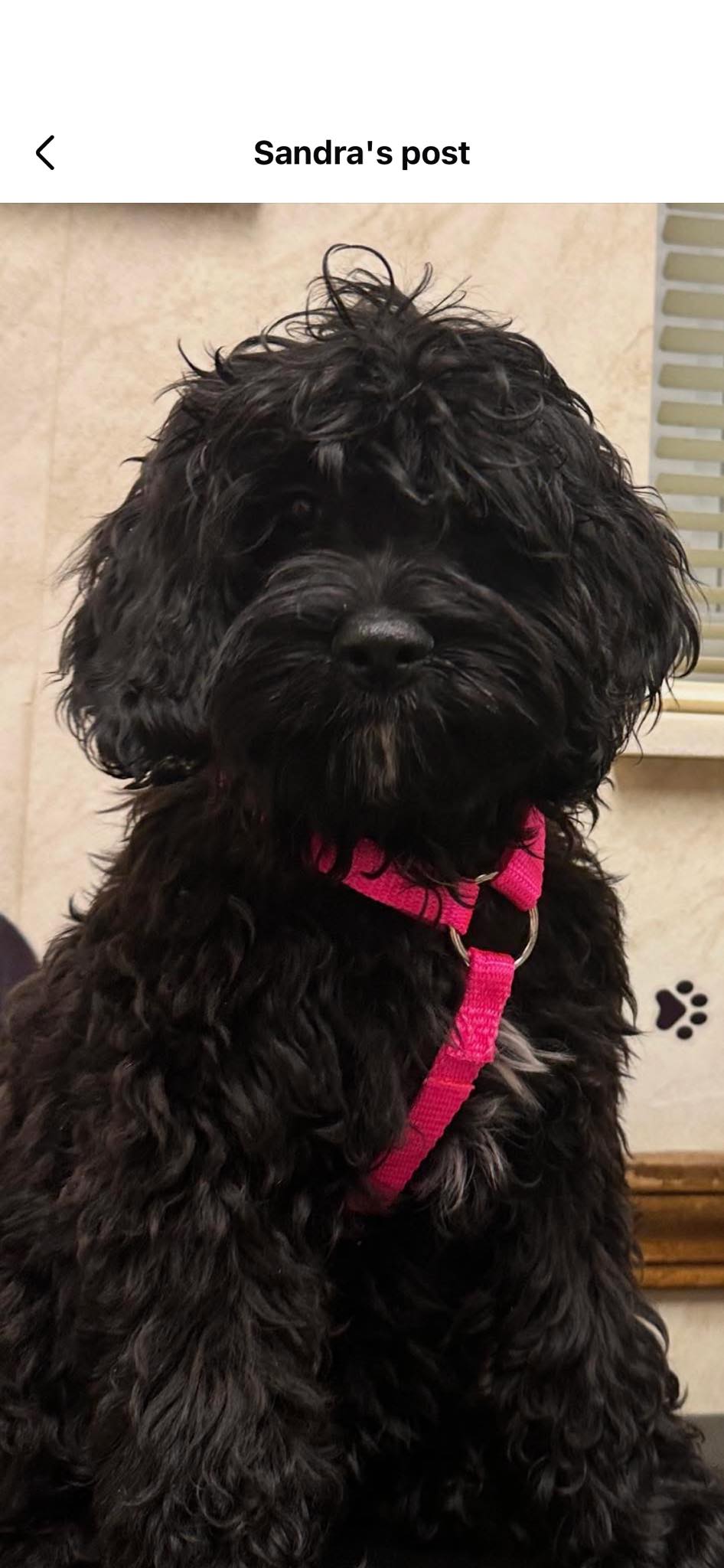 Lost pet near Lake Lorraine Drive in Swansea, IL