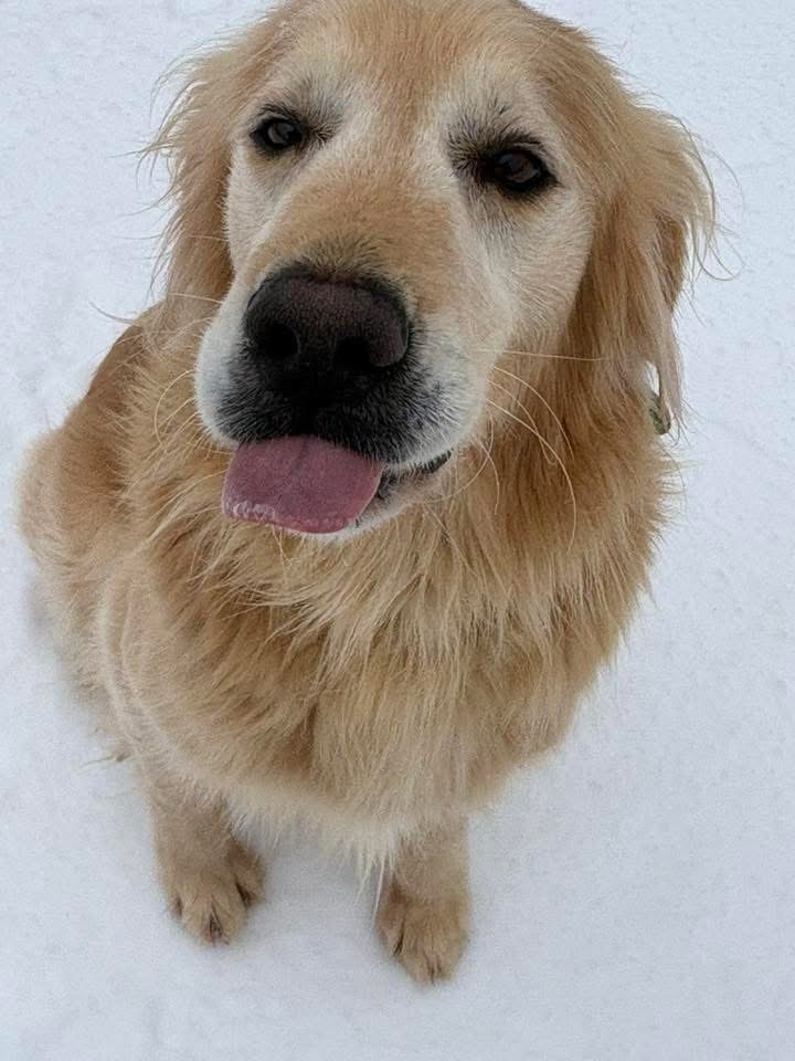 Whiskey River Golden Retrievers | State Road NC