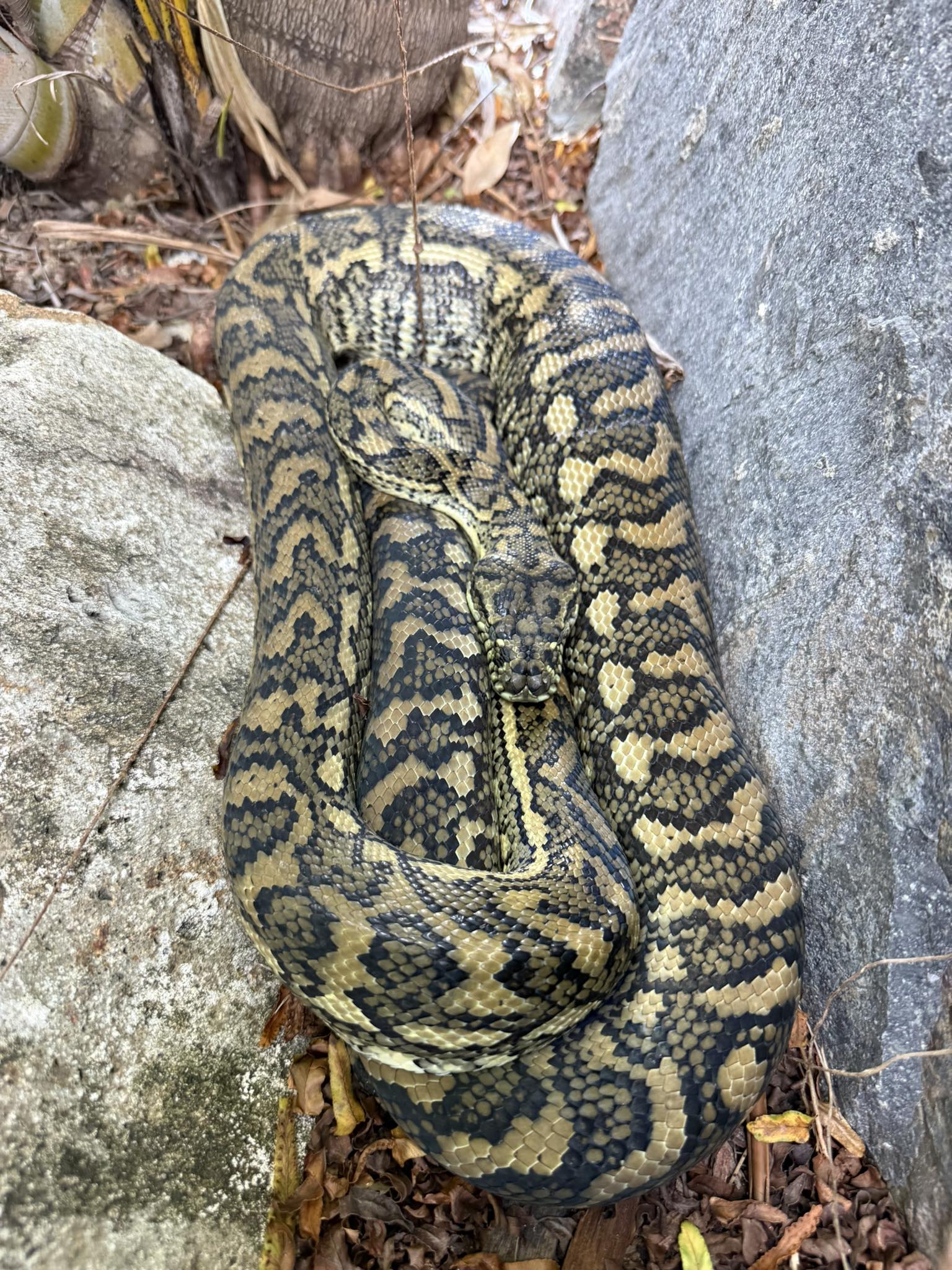 Beautiful Coastal Carpet Python 🐍 I... - Snake Catcher Dan | Facebook