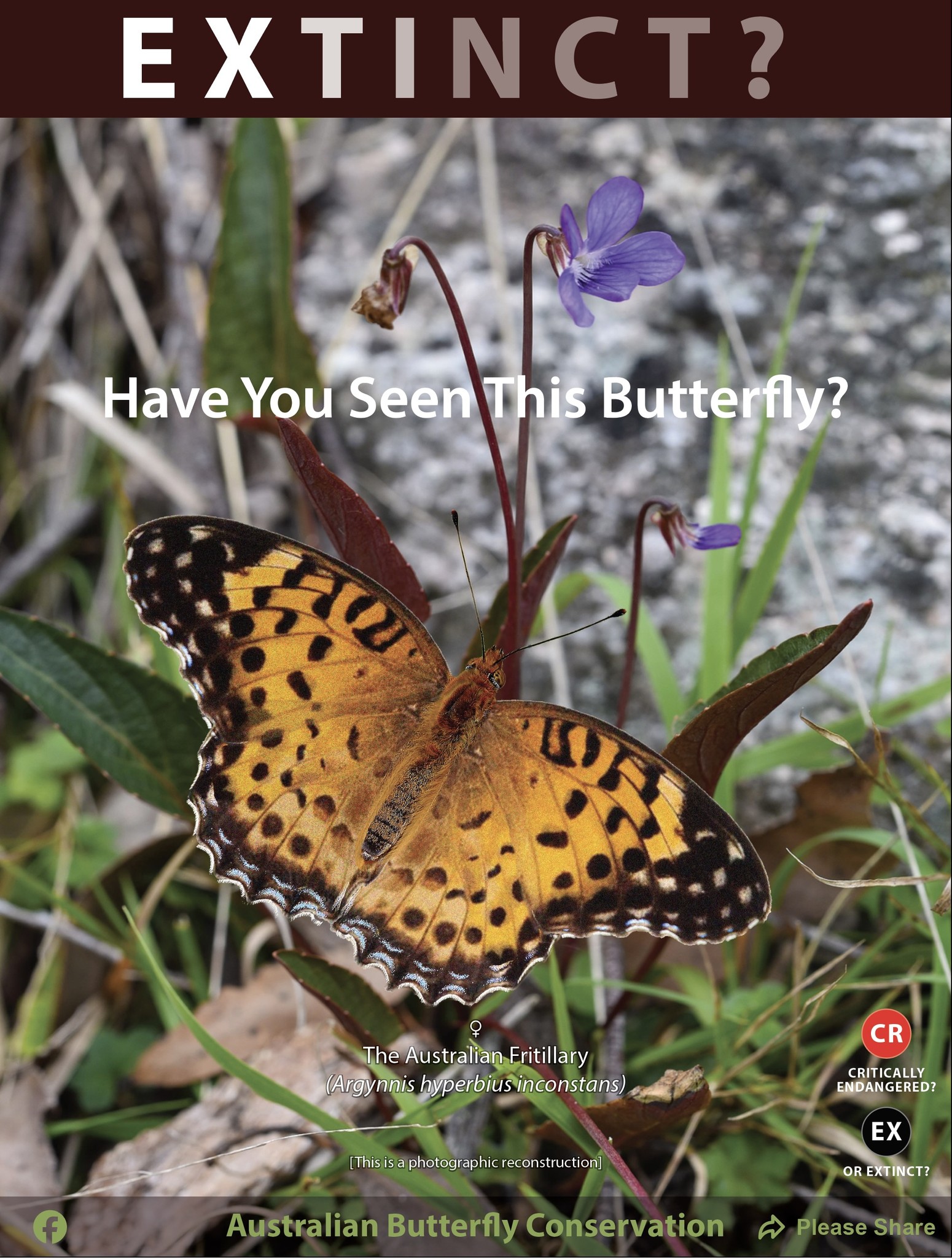 Australian - IS THIS AUSTRALIAN BUTTERFLY NOW EXTINCT? The Australian ...