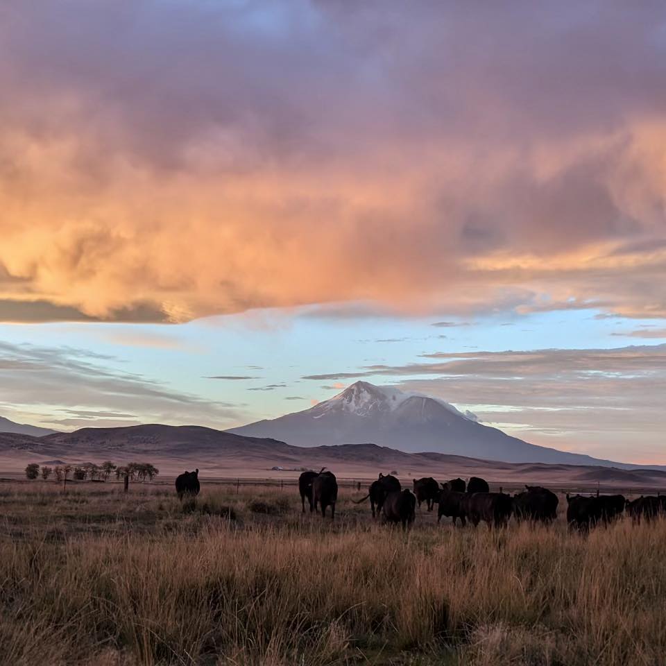 There is about to be A LOT of pink patches. Circle Ranch | Shasta View ...