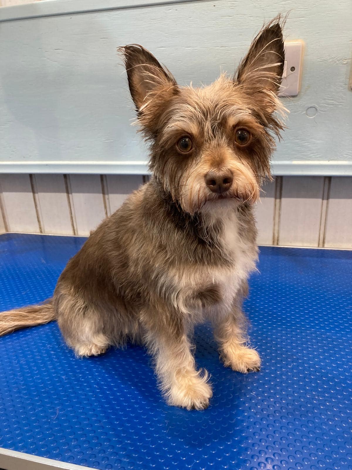 Archie's Dog Grooming | Rochester