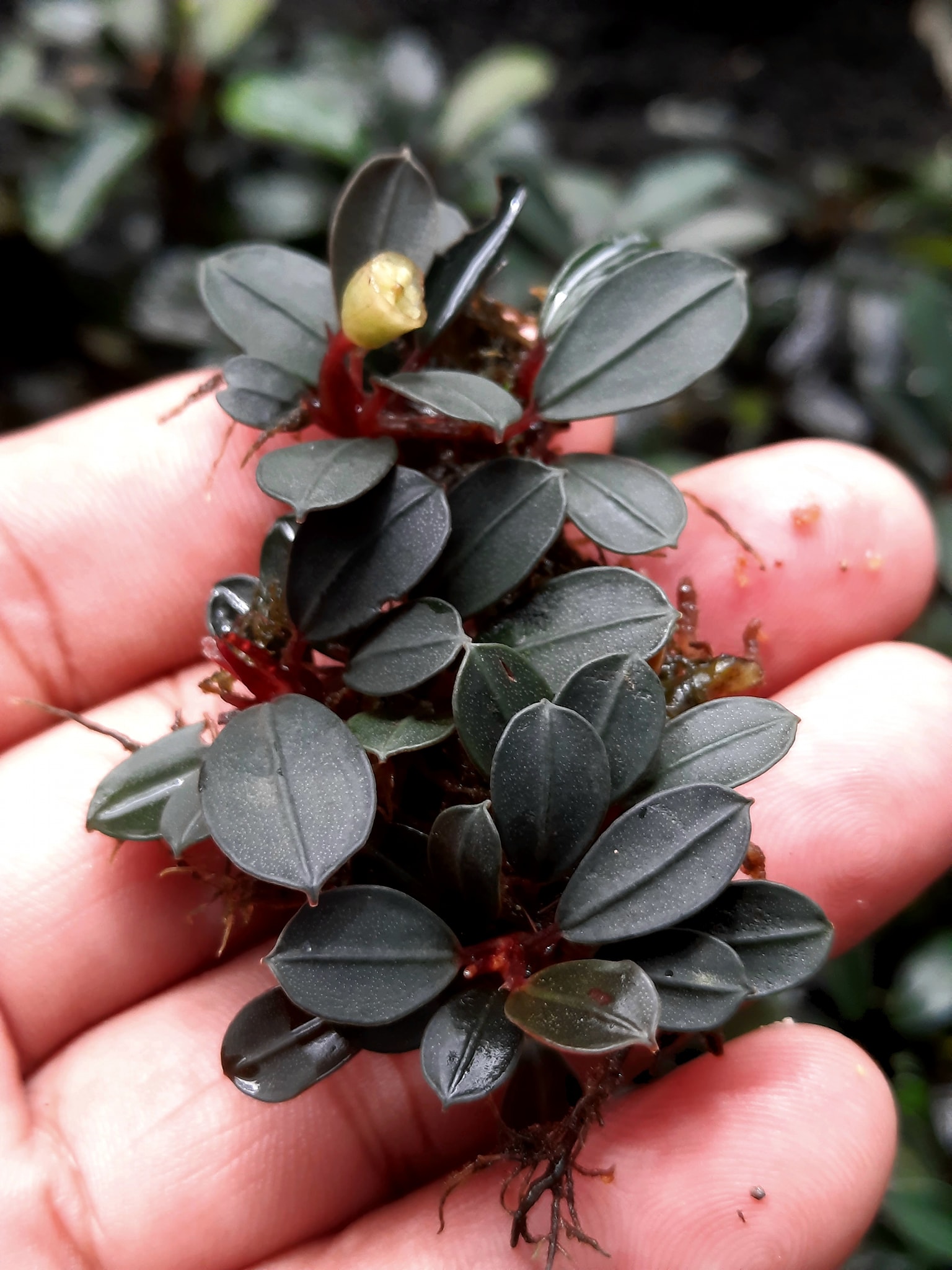 Bucephalandra Lamandau Mini, a small and rounded/oval leaves