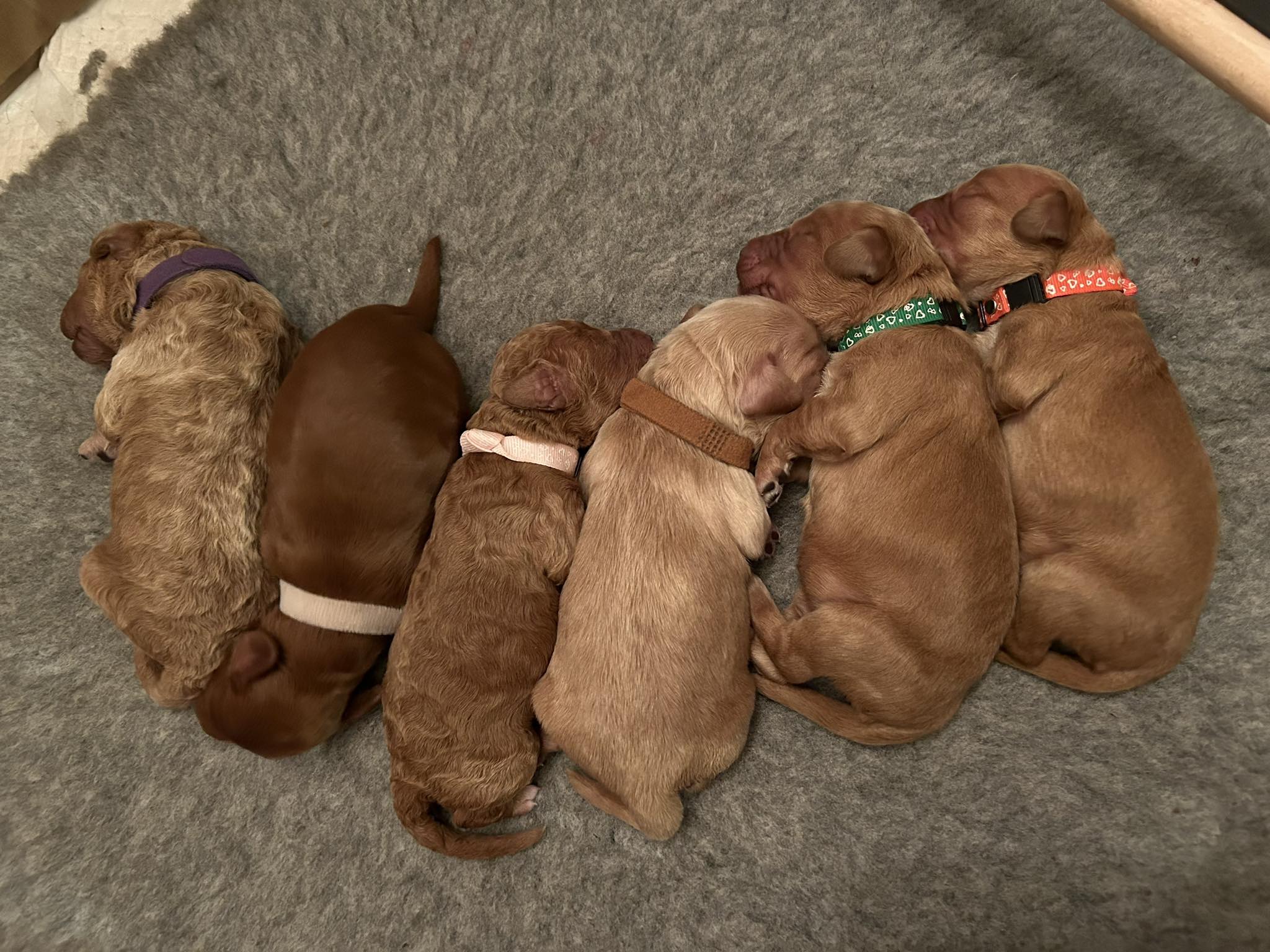 Pup Pac