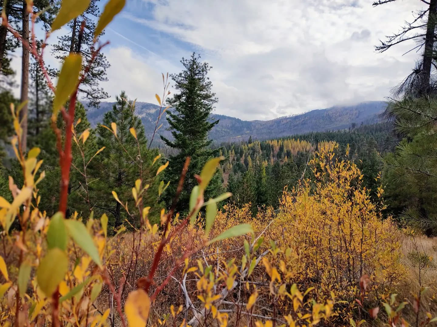Course marking for the Golden 6... - Walla Trails & Community