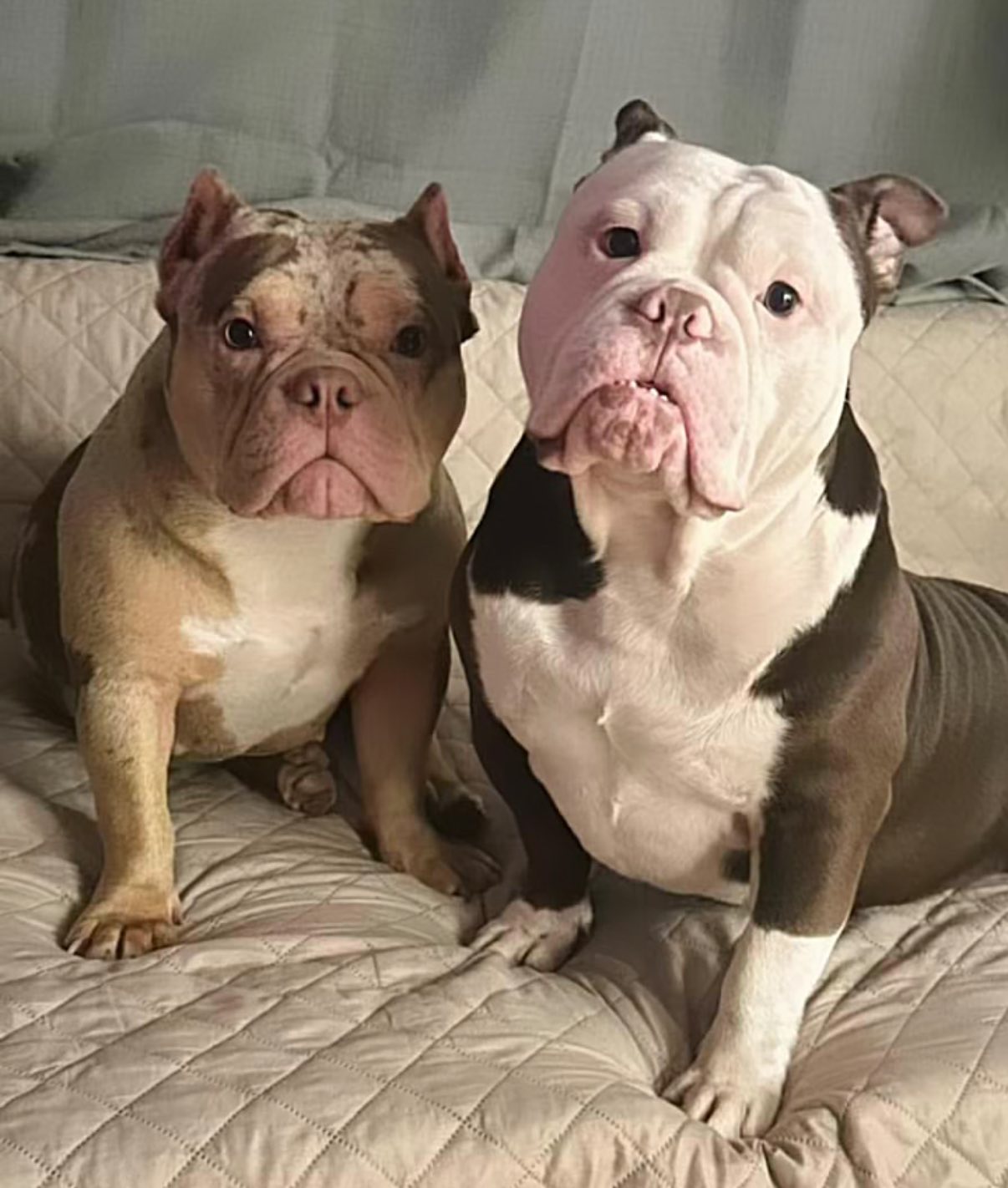 Glasses - Iris or Glasses? 🤭🫣🥰🐾🐾 | Facebook