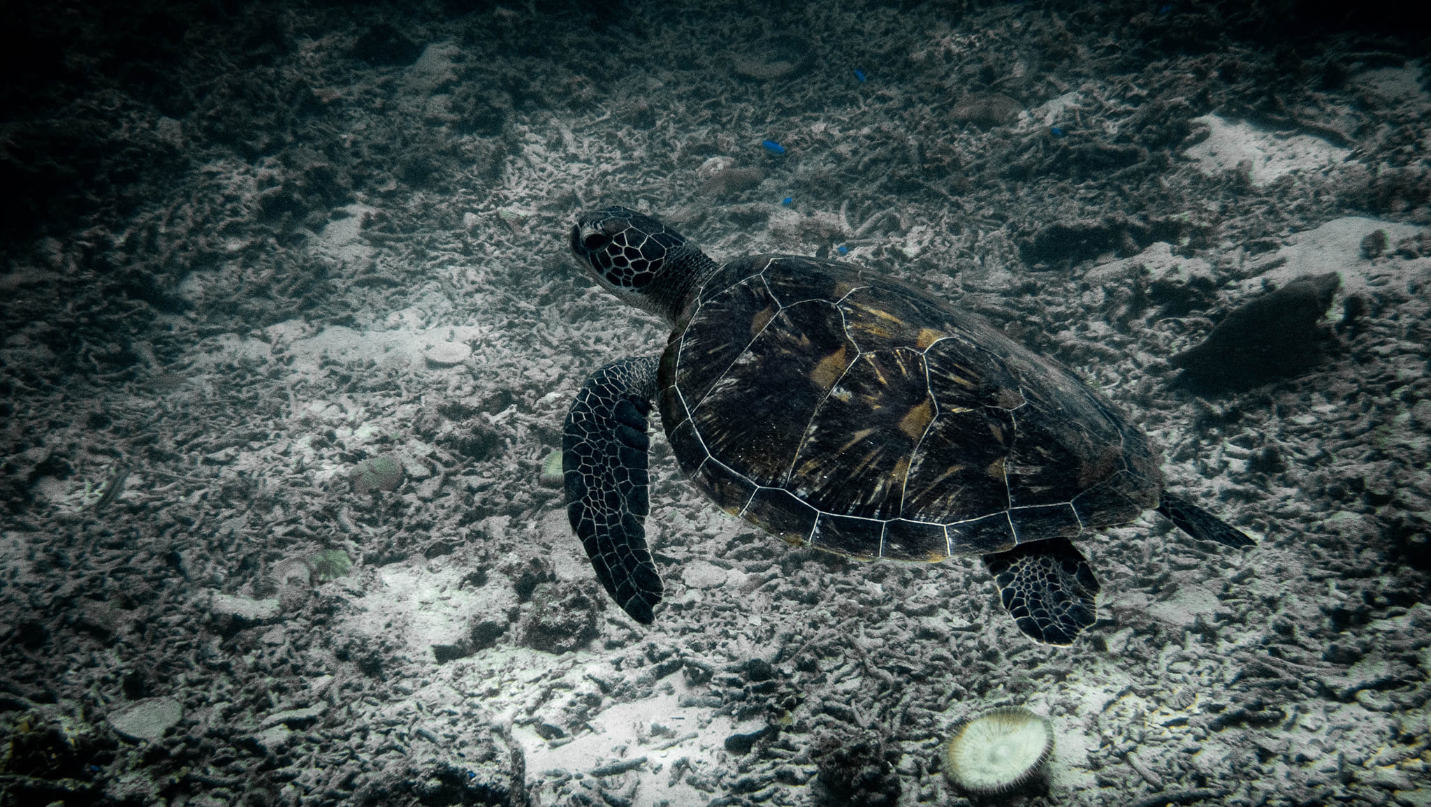 Koh Tao Turtles | Mango Bay 28.8.22 - 13:10 - 5 m Didn't wanted to be ...