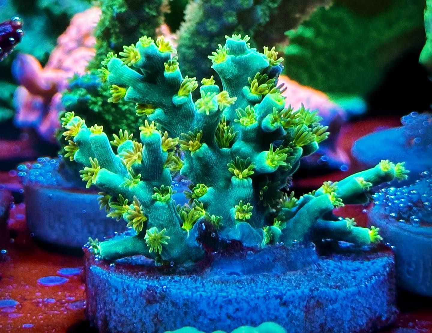 The Dutch Coral Wizard