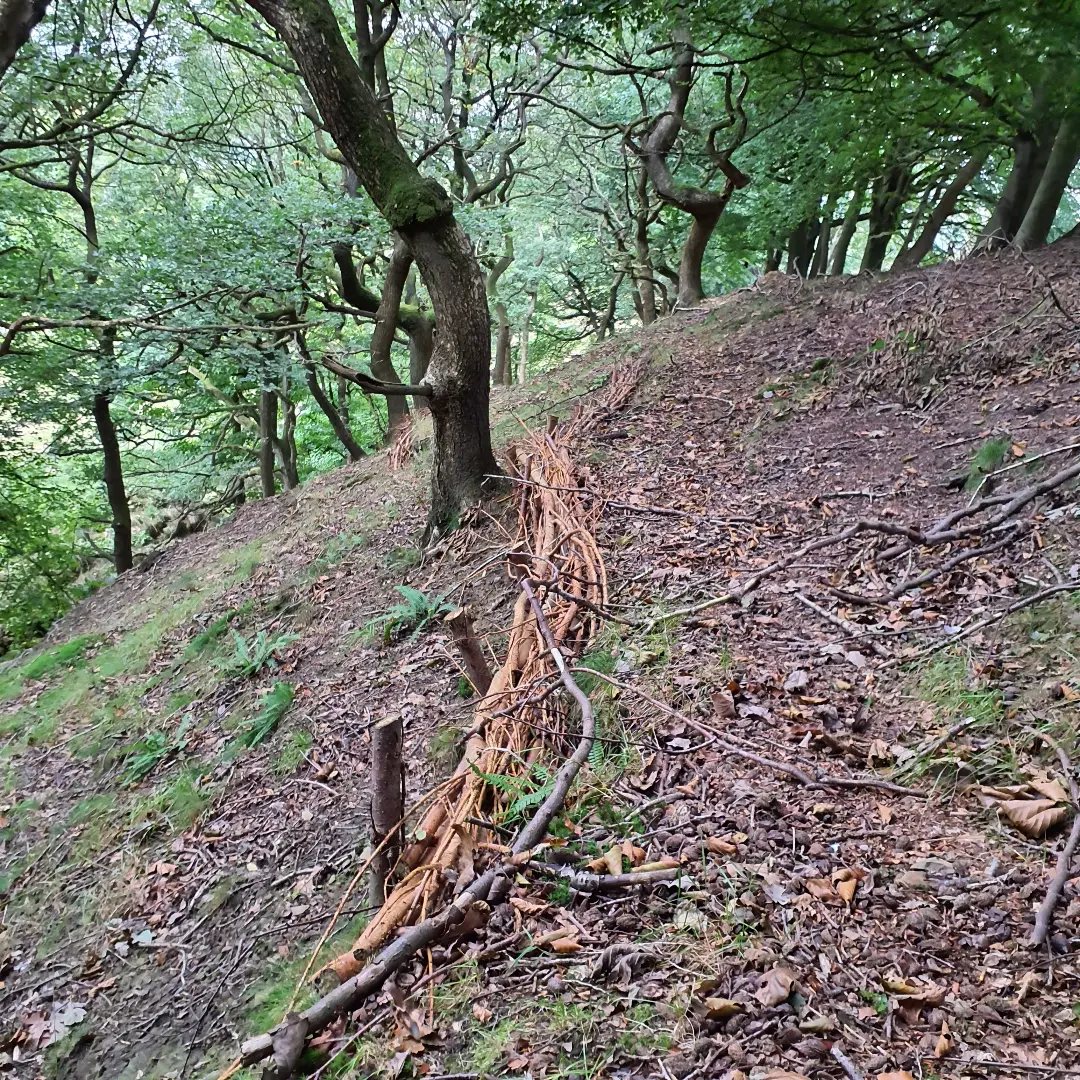 Forus Tree - Fascines we installed over winter have... | Facebook