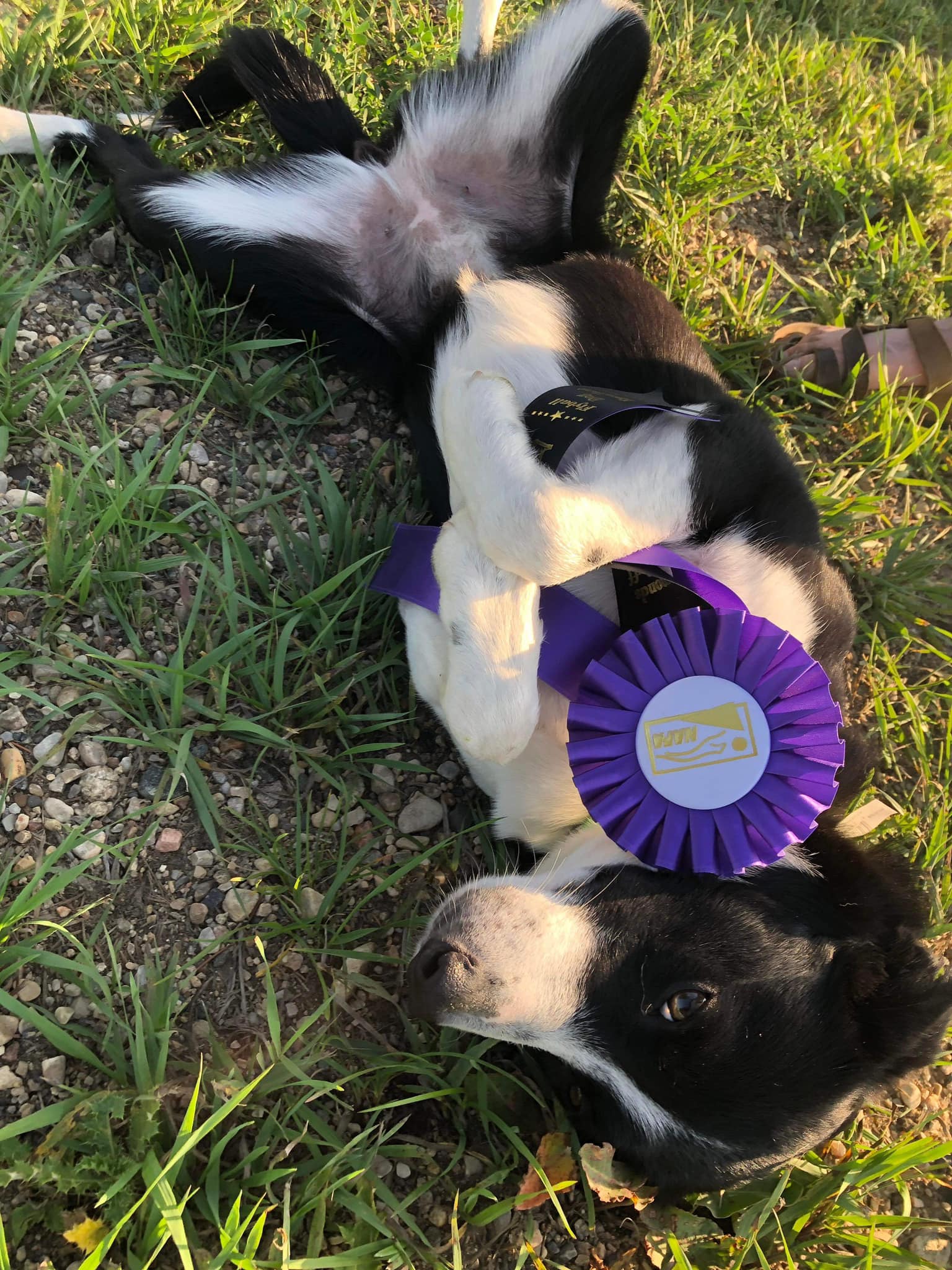 Dynamo Darts Flyball Team... - Dynamo Darts Flyball Team