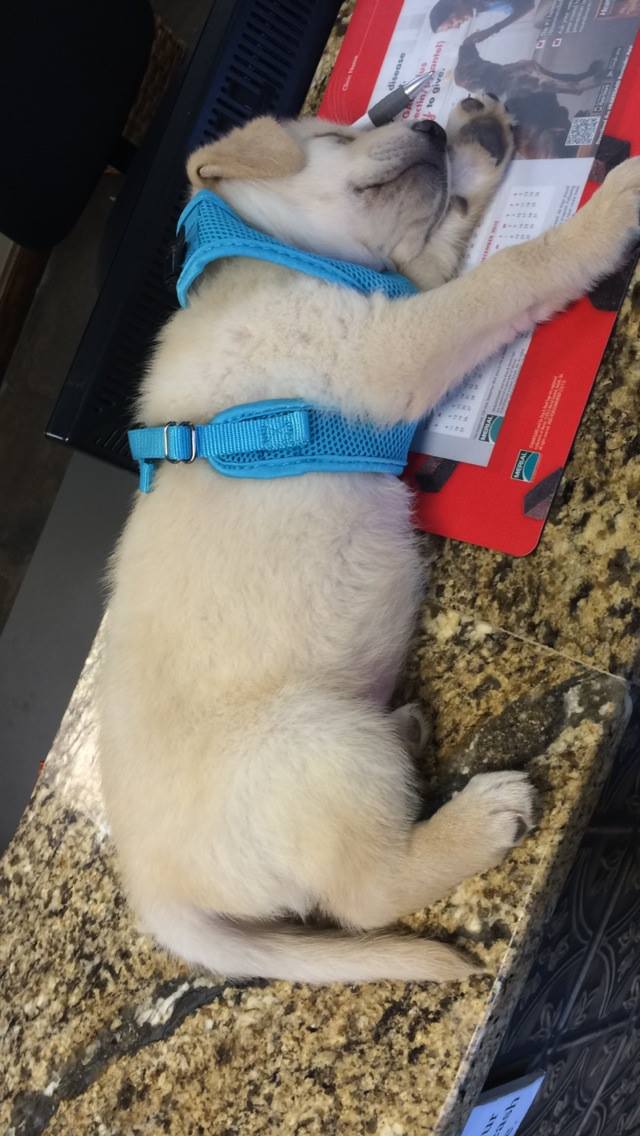 Meet Duke & Derek! They... McGee Street Animal Hospital