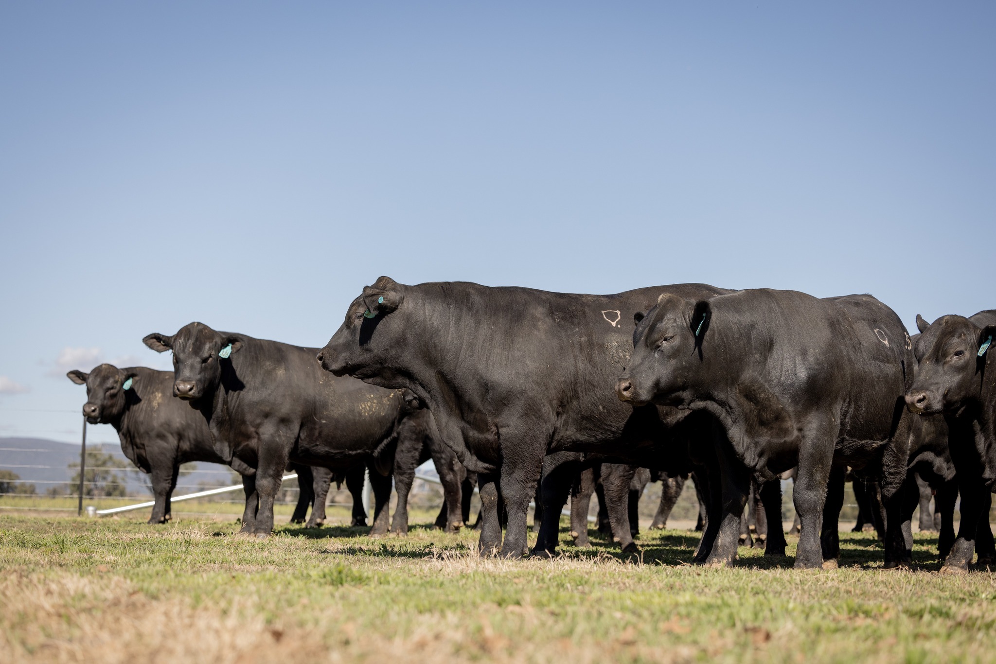 Choice Angus | Pallal NSW