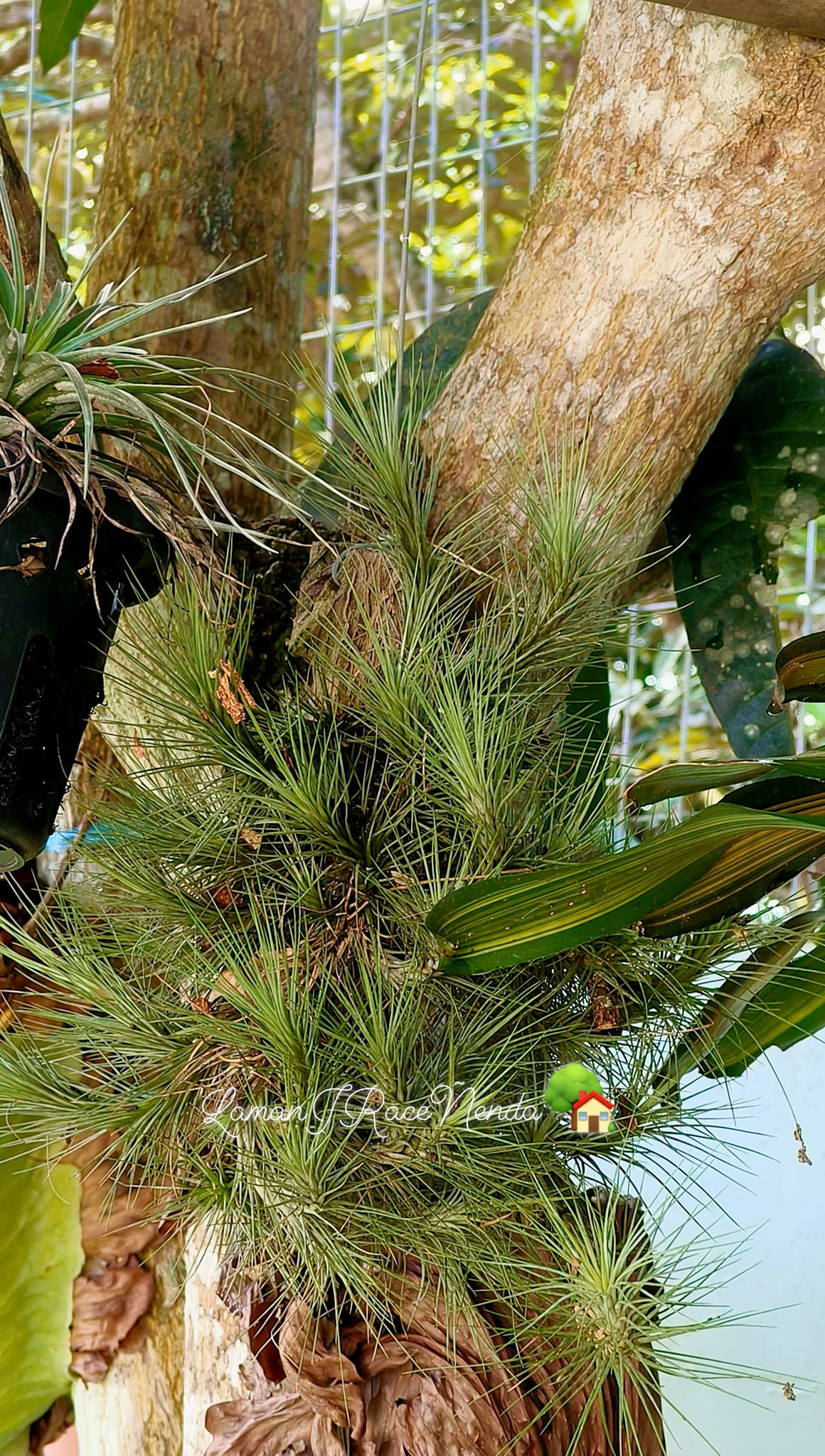 Discovering Tillandsia Domingo's Funckiana air plant