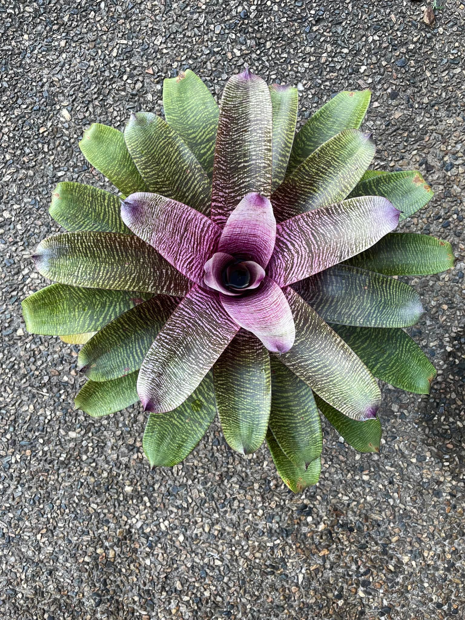 Sunshine Coast Bromeliads... - Sunshine Coast Bromeliads