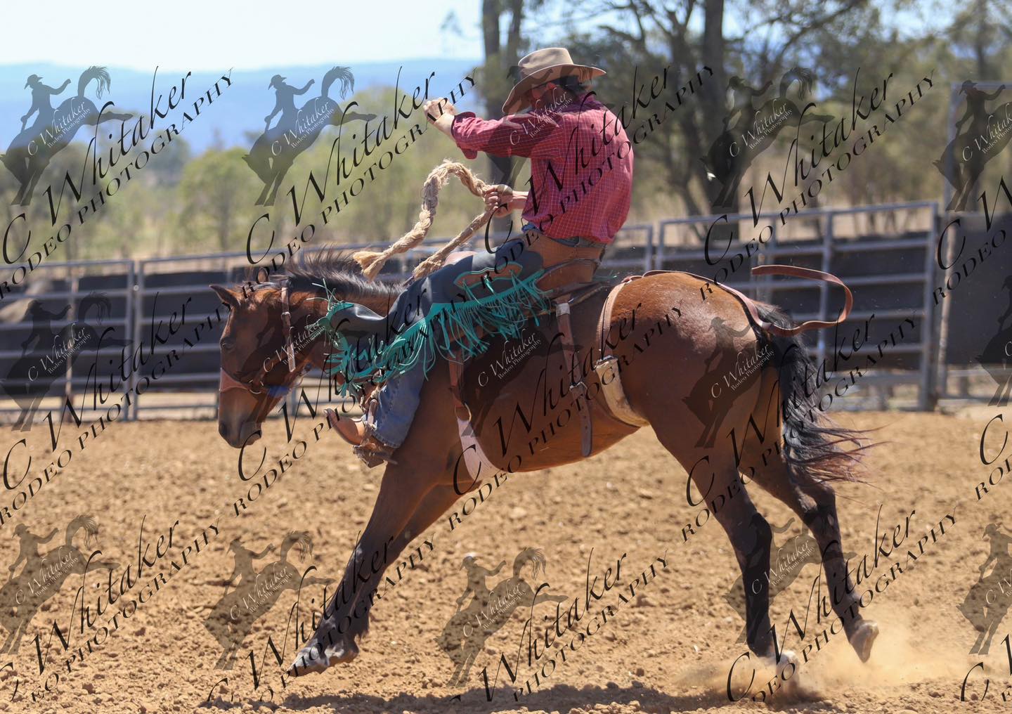C Whitaker Rodeo Photography