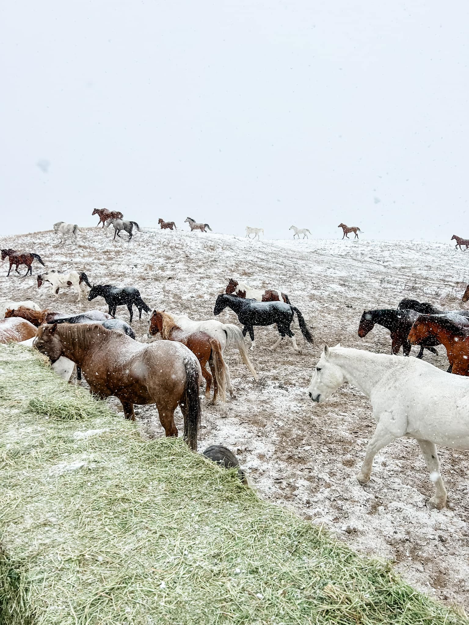 Bitterroot Ranch | Dubois WY