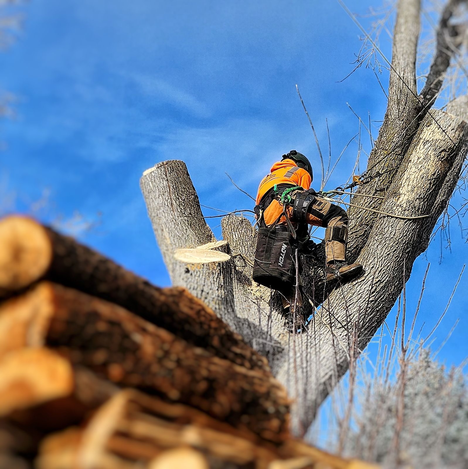 L and T Tree Services LLC | Norwood Young America MN