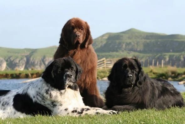 Utah Labrador and Newfoundland Rescue | Salt Lake City UT