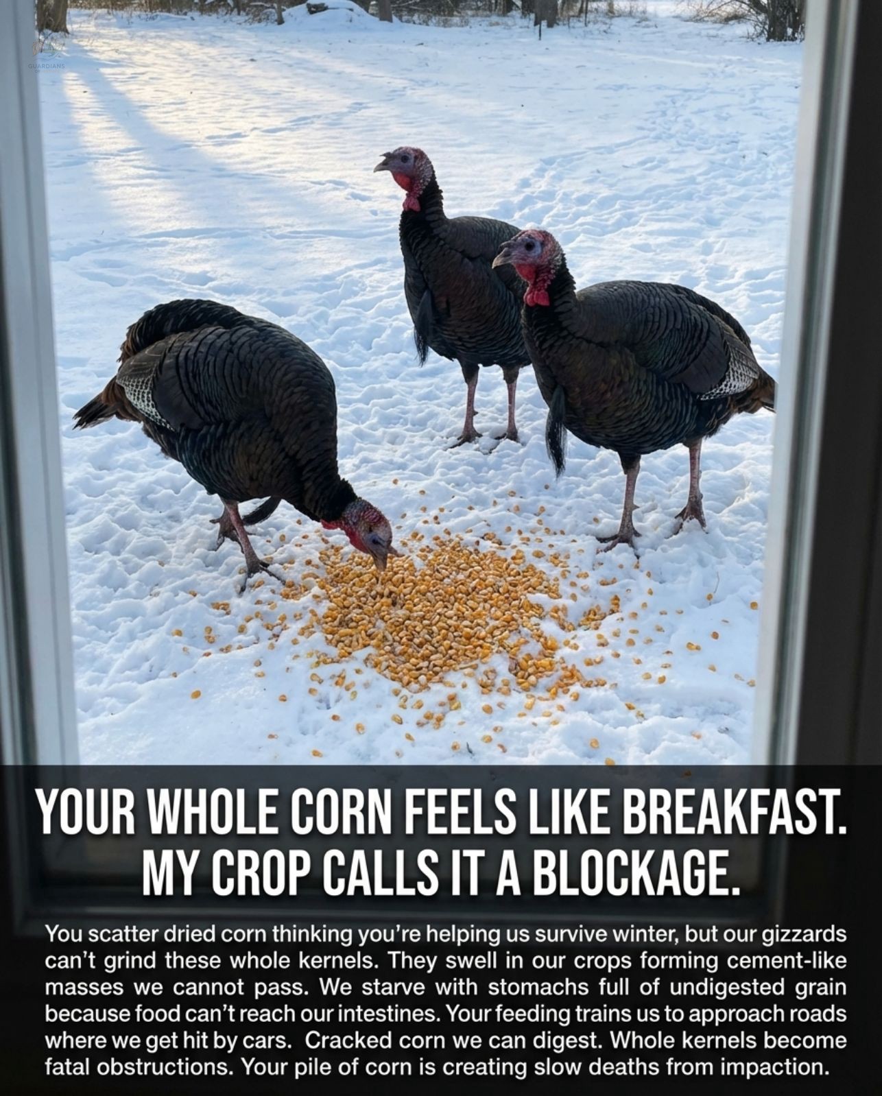 Guardians - Whole corn kernels left for turkeys cause crop impaction ...