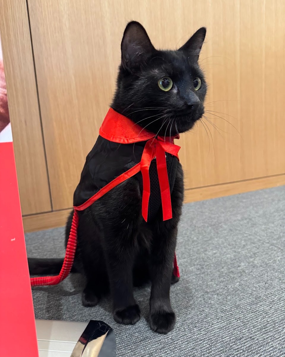 🎃🐾 Happy Halloween from Felius!... - Felius Cat Cafe & Rescue | Facebook